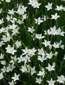  Dianthus deltoides 'Albiflorus'