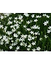  Dianthus deltoides 'Albiflorus'