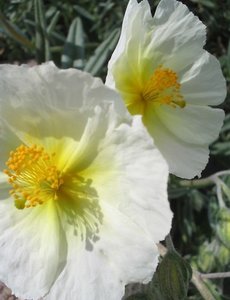  Helianthemum ' The Bride'