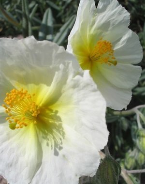  Helianthemum ' The Bride'