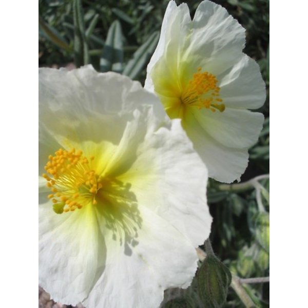 Helianthemum ' The Bride'