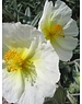  Helianthemum ' The Bride'