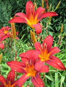  Hemerocallis 'Sammy Russel'