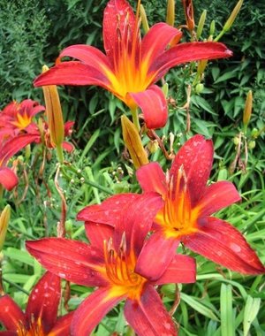  Hemerocallis 'Sammy Russel'