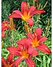  Hemerocallis 'Sammy Russel'