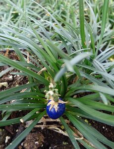  Ophiopogon japonicus 'Minor'