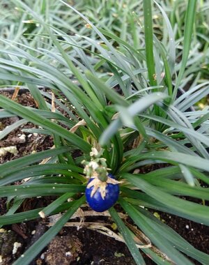  Ophiopogon japonicus 'Minor'