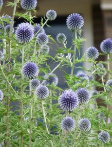  Echinops ritro