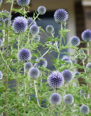  Echinops ritro