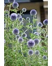  Echinops ritro