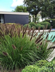 Pennisetum alop. 'Black Alvernee'