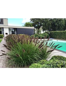  Pennisetum alop. 'Black Alvernee'