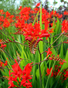  Crocosmia 'Lucifer'