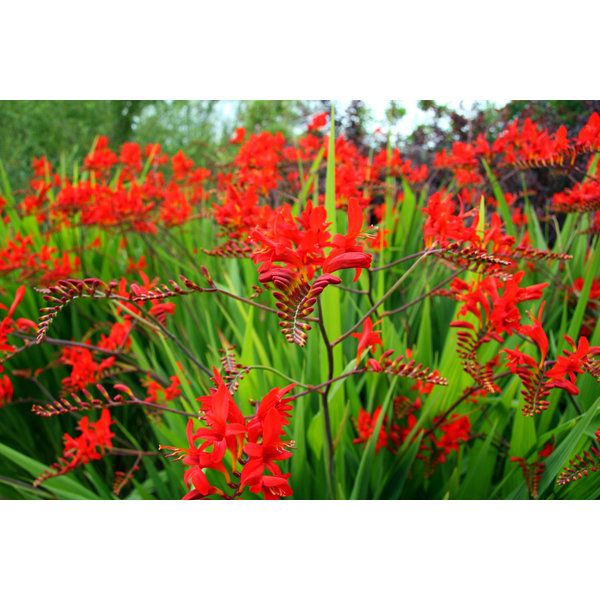 Crocosmia 'Lucifer'