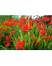  Crocosmia 'Lucifer'