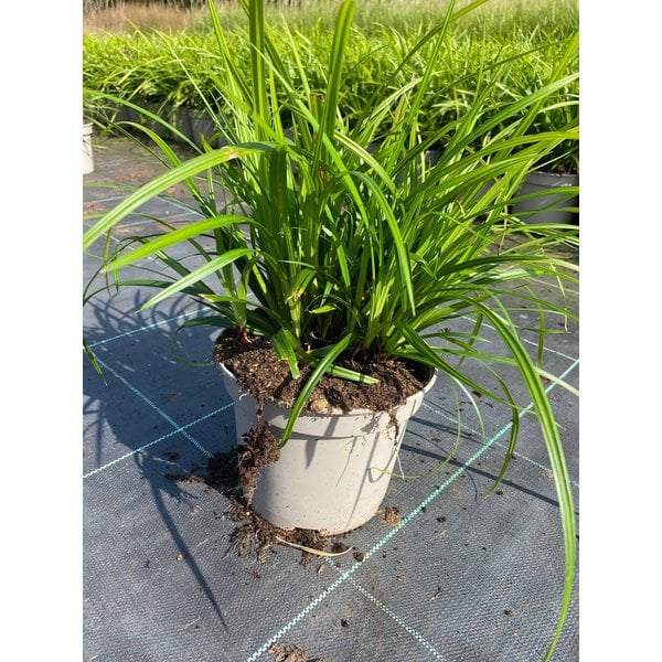 Carex morrowii 'Irish Green'