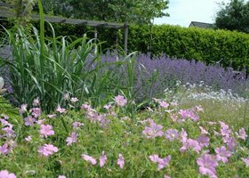 Vaste planten