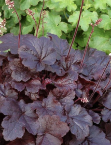 Heuchera hybride in soorten