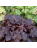  Heuchera hybride in soorten