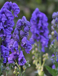  Aconitum carmichaelii 'Arendsii'
