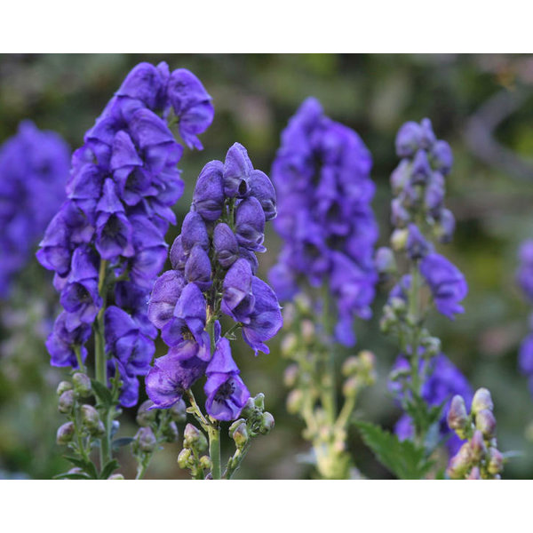 Aconitum carmichaelii 'Arendsii'