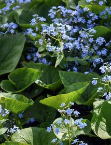  Brunnera macrophylla