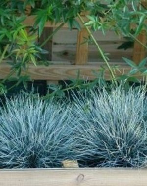  Festuca glauca 'Elijah Blue'