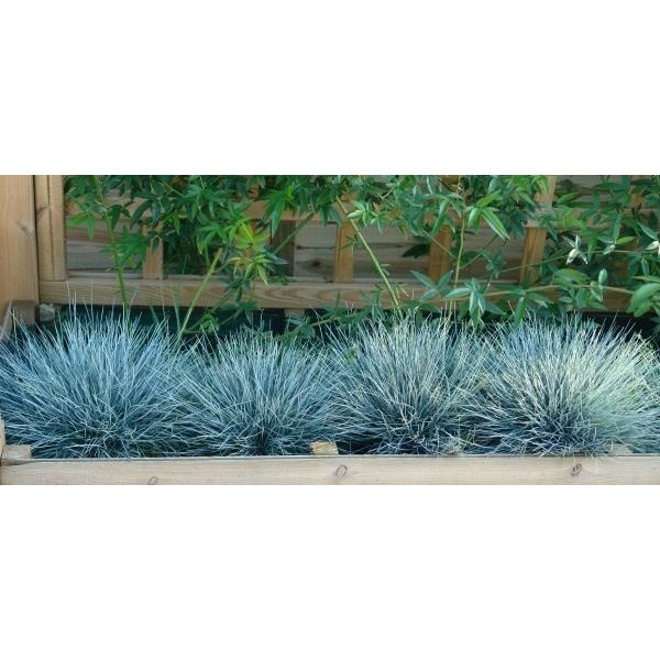 Festuca glauca 'Elijah Blue'