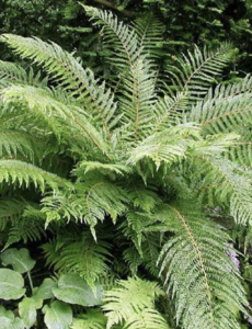  Polystichum setiferum 'Herrenhausen'