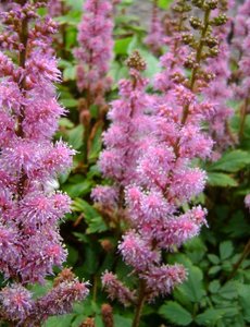  Astilbe chinensis 'Pumila'