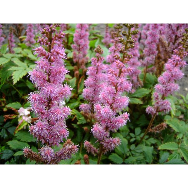 Astilbe chinensis 'Pumila'