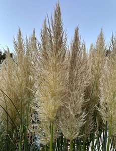 Cortaderia selloana 'Pumila'
