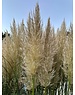  Cortaderia selloana 'Pumila'