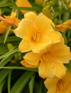  Hemerocallis 'Stella d'Oro'