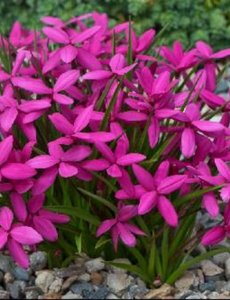  Rhodohypoxis baurii 'Red Star'
