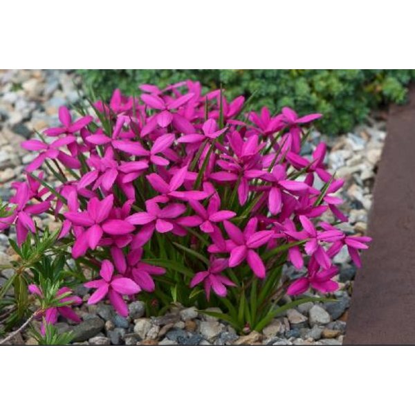 Rhodohypoxis baurii 'Red Star'