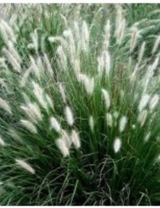  Pennisetum alopecuroides 'Little Bunny'