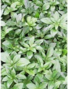  Pachysandra terminalis 'Green Carpet'