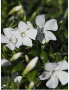  Vinca minor 'Gertrude Jekyll'