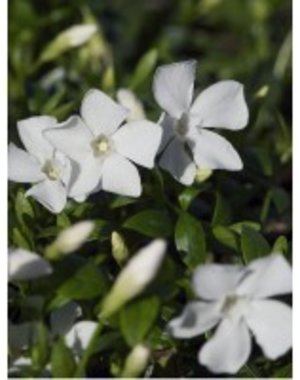  Vinca minor 'Gertrude Jekyll'