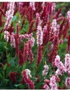  Persicaria affine 'Darjeeling Red'