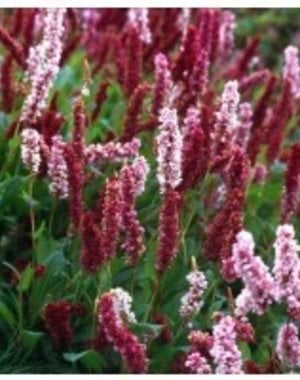  Persicaria affine 'Darjeeling Red'