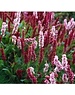  Persicaria affine 'Darjeeling Red'