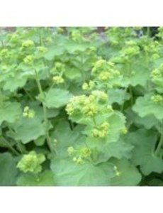  Alchemilla mollis