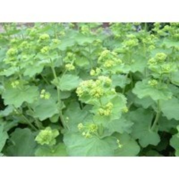 Alchemilla mollis