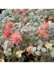  Acaena microphylla 'Kupferteppich'