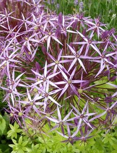  Sterrenlook (Allium christophii)
