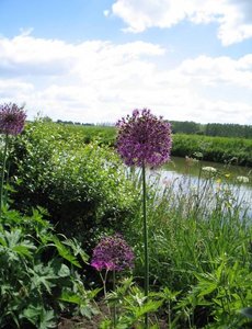 Sierui (Allium 'Purple Sensation')