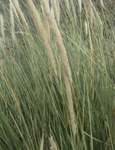  Ammophila arenaria