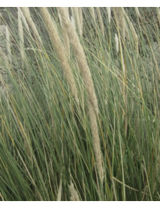  Ammophila arenaria